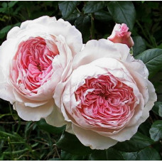 Роза Кордес парковая Принцесса Александра Люксембургская