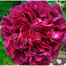 Роза английская парковая Вильям Шекспир