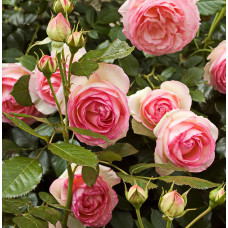 Роза плетистая Пьер де Ронсар