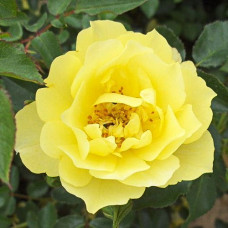 Роза почвопокровная Йеллоу Марин