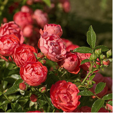 Роза миниатюрная Ориндж Морсдаг