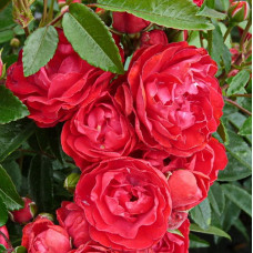 Роза миниатюрная Руд Морсдаг 