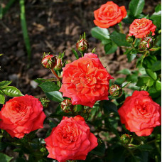 Роза миниатюрная Ориндж Джувел