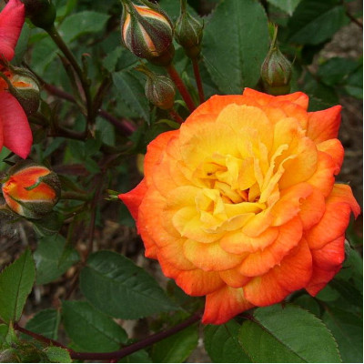 Роза миниатюрная Санмейд