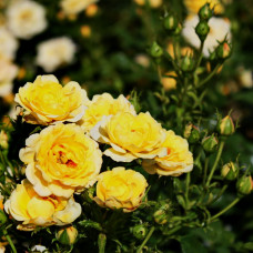 Роза почвопокровная  Фэйри Йеллоу 