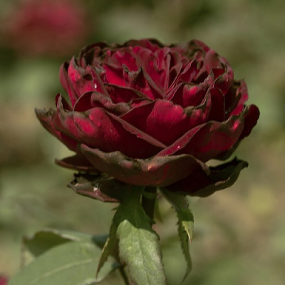 Роза чайно-гибридная Гранд Шато  