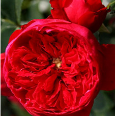 Роза плетистая Флорентина