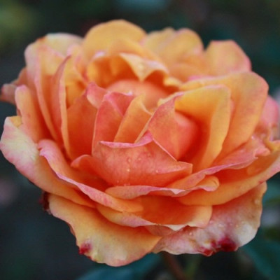 Роза чайно-гибридная Черри Бренди  