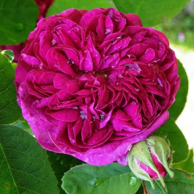 Роза парковая Роуз де Решт  