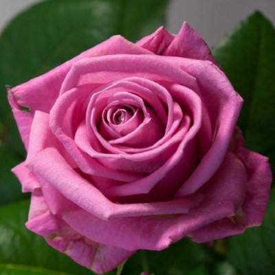 Роза чайно-гибридная Аква   