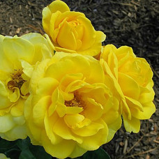 Роза флорибунда Алголд 