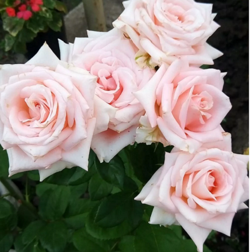 Роза чайно гибридная роза ангажемент (79 фото)
