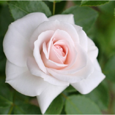 Роза флорибунда Аспирин 