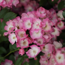 Роза мускусные гибриды Балерина 