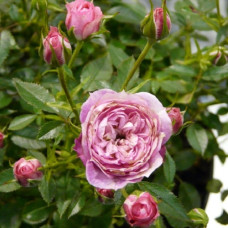 Роза серия Пикси Блаш 