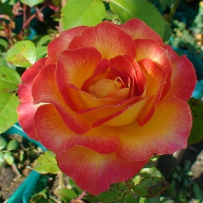Роза чайно-гибридная Большой   