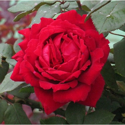 Роза чайно-гибридная Ботеро  