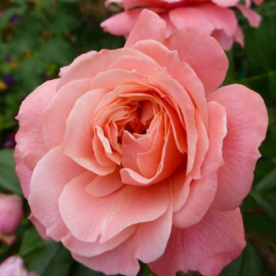 Роза флорибунда Боттичелли  