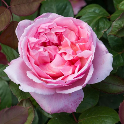 Роза английская парковая Бразе Кэдфэл  