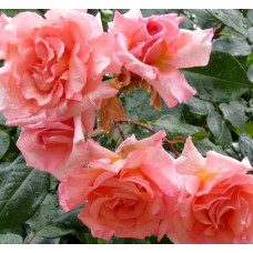 Роза плетистая Компасион 