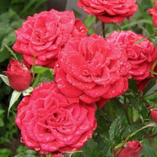 Роза миниатюрная Данко Писта 