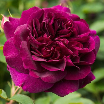 Роза английская парковая Дарси Бассел 