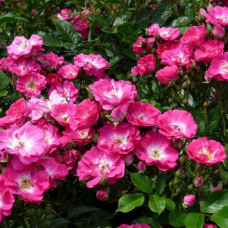 Роза миниатюрная Дегенхарт 