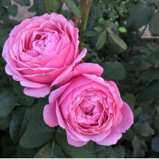 Роза парковая Дитэр Мюллер 