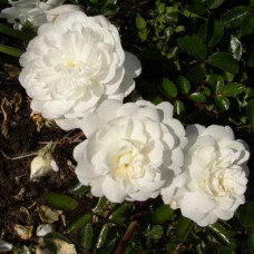 Роза почвопокровная Двоф Вайт 