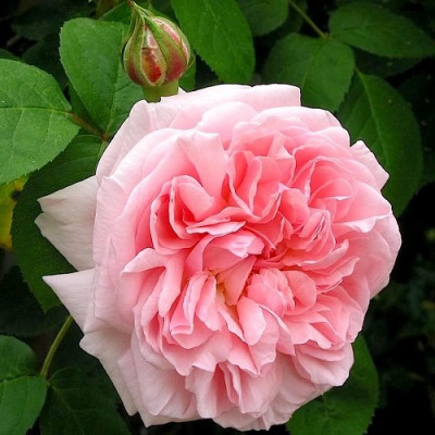 Роза английская парковая Эглантин  