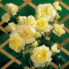 Роза плетистая Эльф 