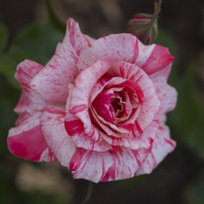 Роза чайно-гибридная Филателия