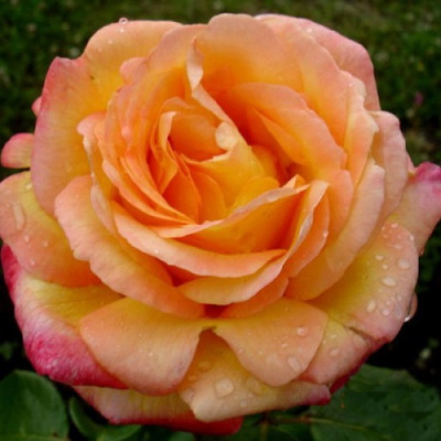 Роза чайно-гибридная Филипп Нуаре  