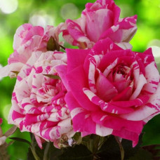 Роза миниатюрная Флэшинг 