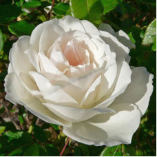 Роза флорибунда Айсберг