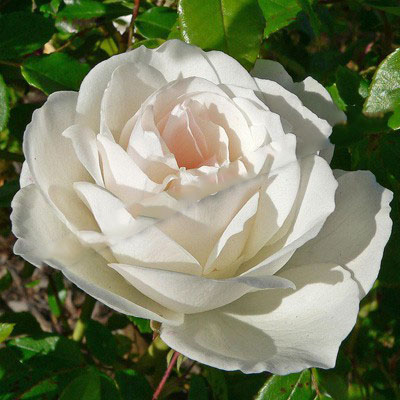 Роза флорибунда Айсберг