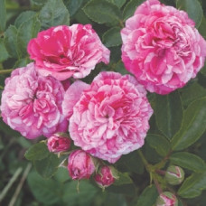 Роза серия Пикси Гауди 