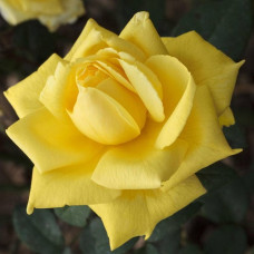 Роза плетистая  Голден Парфюм