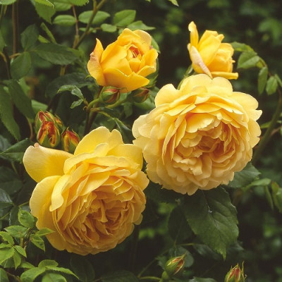 Роза английская парковая Голден Селебрейшен  