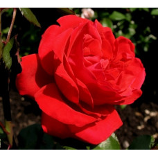 Роза плетистая Грандесса 