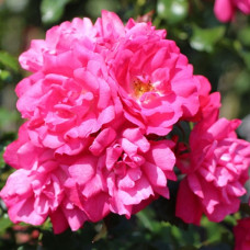 Роза почвопокровная Хайдетраум 