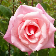 Роза плетистая Хай Хоупс 