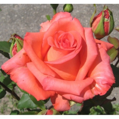 Роза чайно-гибридная Импульс  