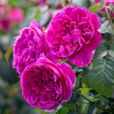 Роза английская парковая Джеймс Л. Остин 