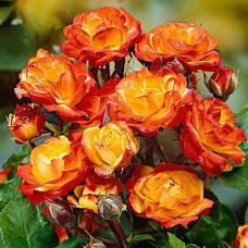 Роза плетистая Клайминг Румба 