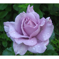 Роза плетистая Клайминг Си-Си 