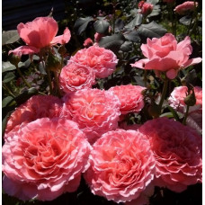 Роза парковая Лоран Каброль 