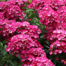 Роза мускусный гибрид Марджори Фэр 