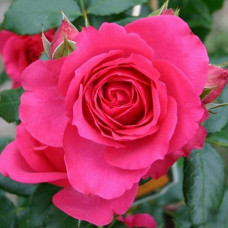 Роза плетистая Маритим  