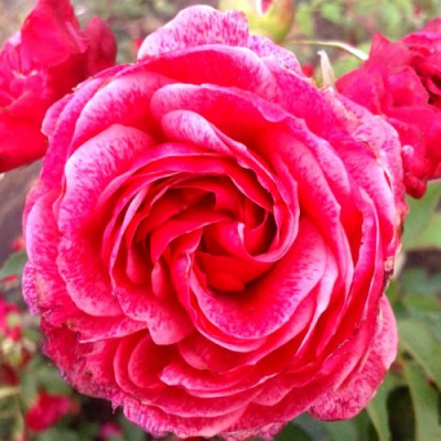 Роза канадская парковая Модэн Руби  